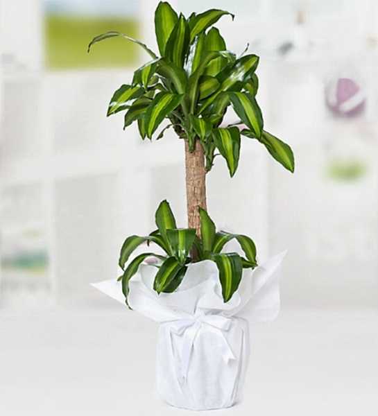 Yucca Mesengena